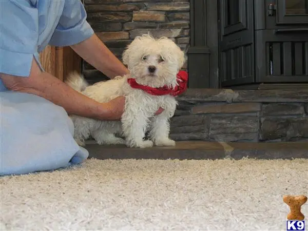 Havanese puppy for sale